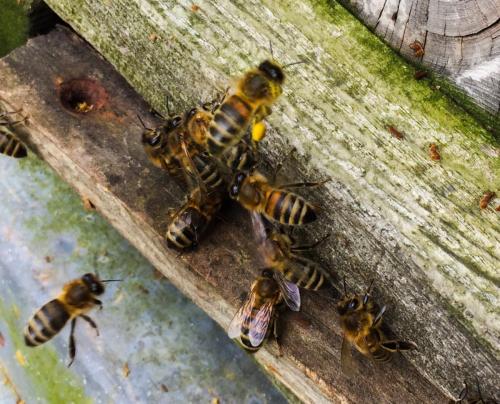 Bees in a hive