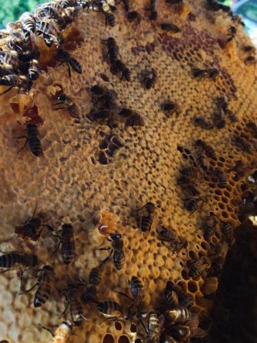 Working the Bee Hive