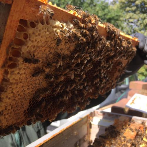 Bees in a hive