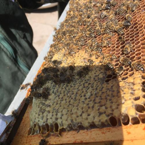 Bees in a hive