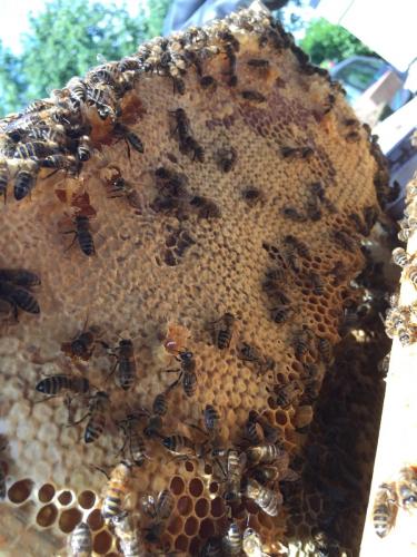 Bees in a hive
