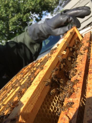 Working the Bee Hive