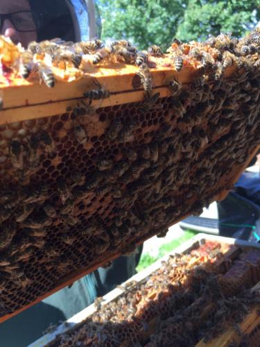 Working the Bee Hive