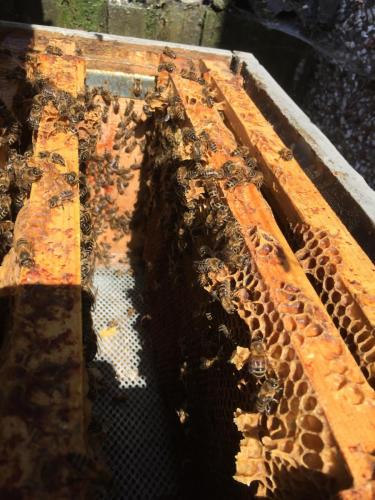 Bees in a hive