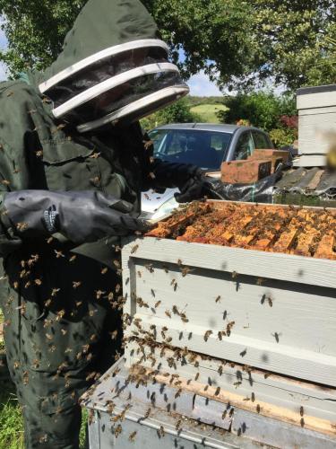 Working the Bee Hive