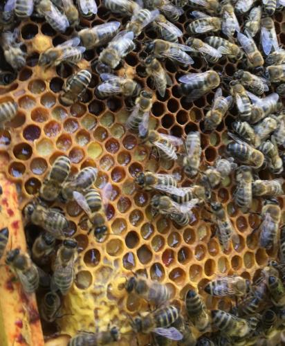 Bees in a hive