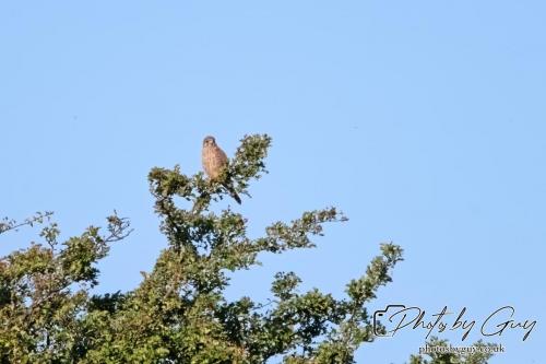 13 - 18 July 2024, Near Ennerdale, Cumbria -Kestrel