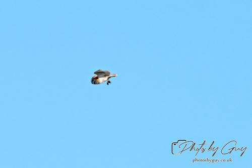 13 - 18 July 2024, Near Ennerdale, Cumbria - Barn Owl