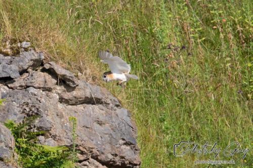 13 - 18 July 2024, Near Ennerdale, Cumbria -Barn Owl