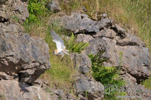 13 - 18 July 2024, Near Ennerdale, Cumbria -Barn Owl