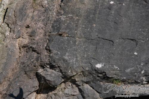 13 - 18 July 2024, Near Ennerdale, Cumbria - Kestrel